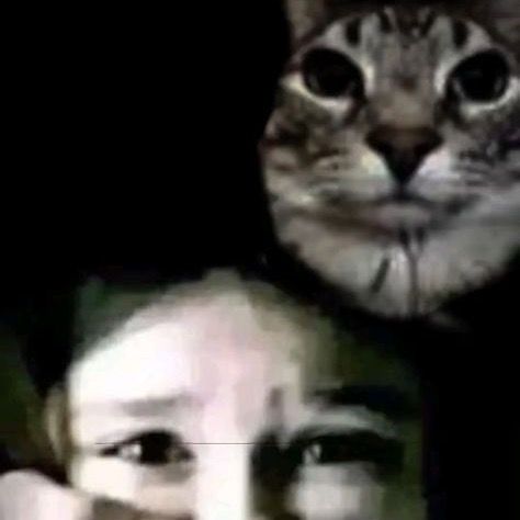 🐈‍⬛
