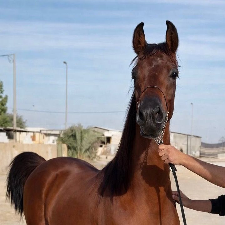 أنس