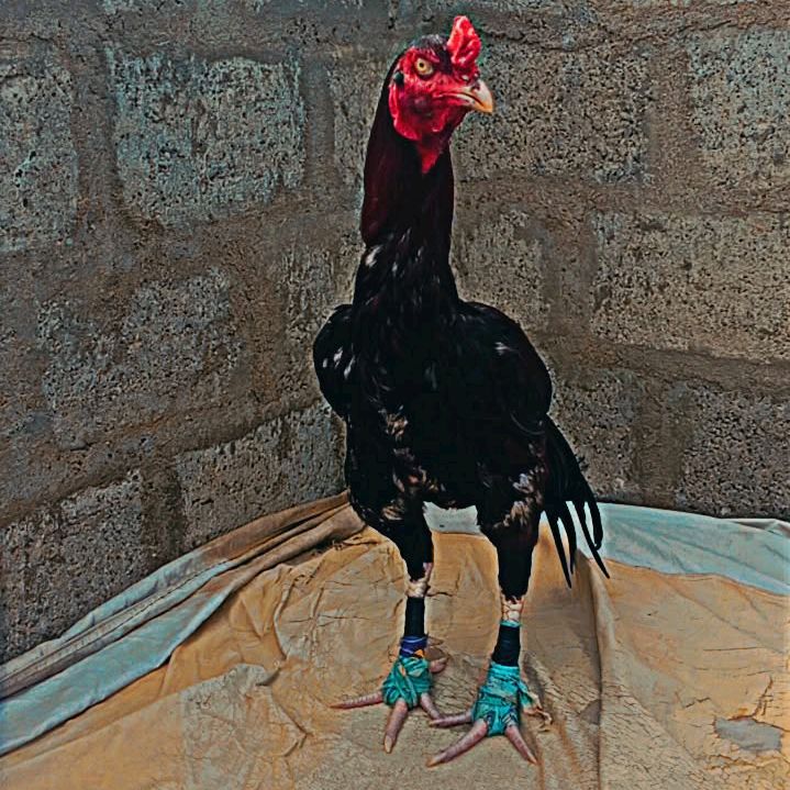SHOK_E_ASEEL