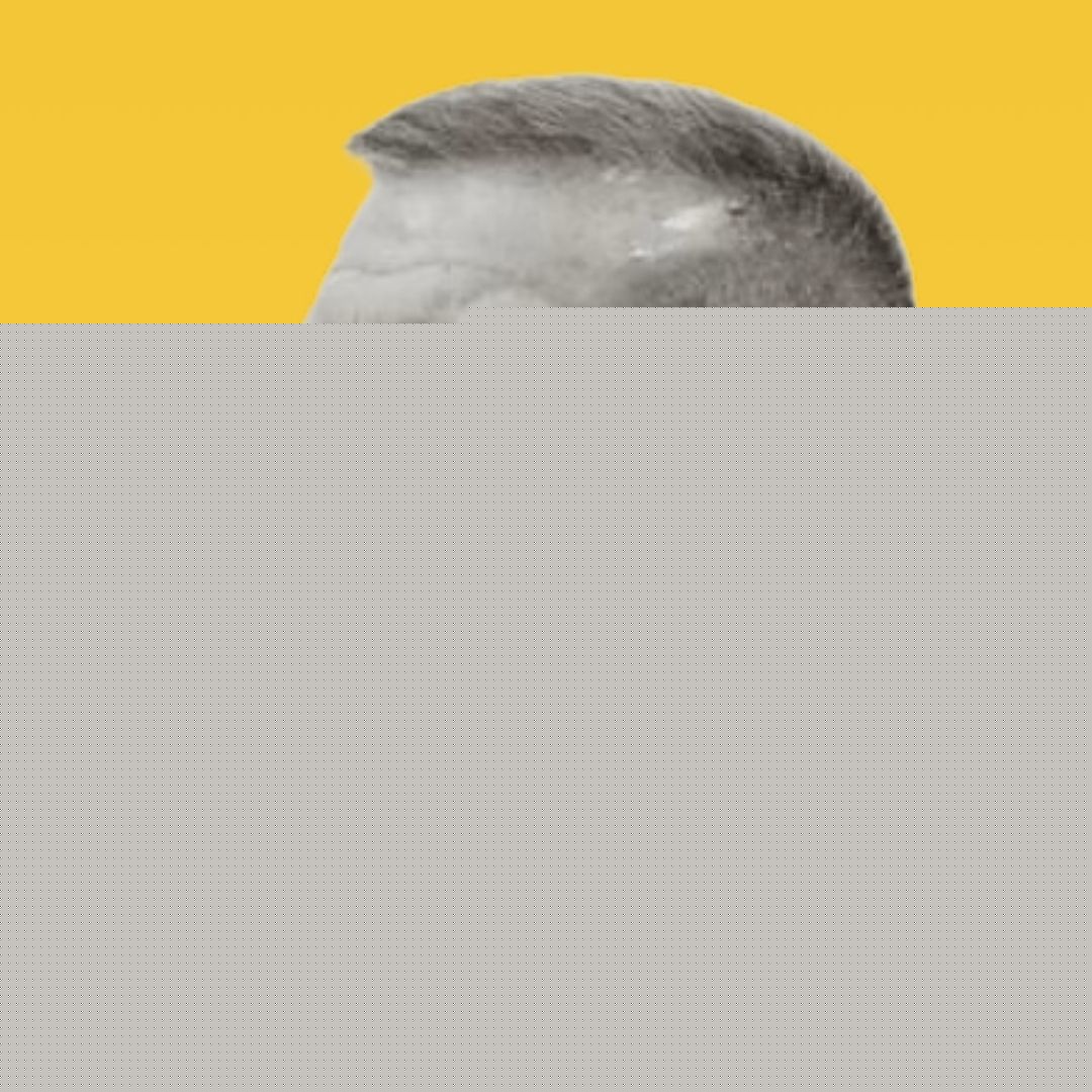 الشمري فخرنا