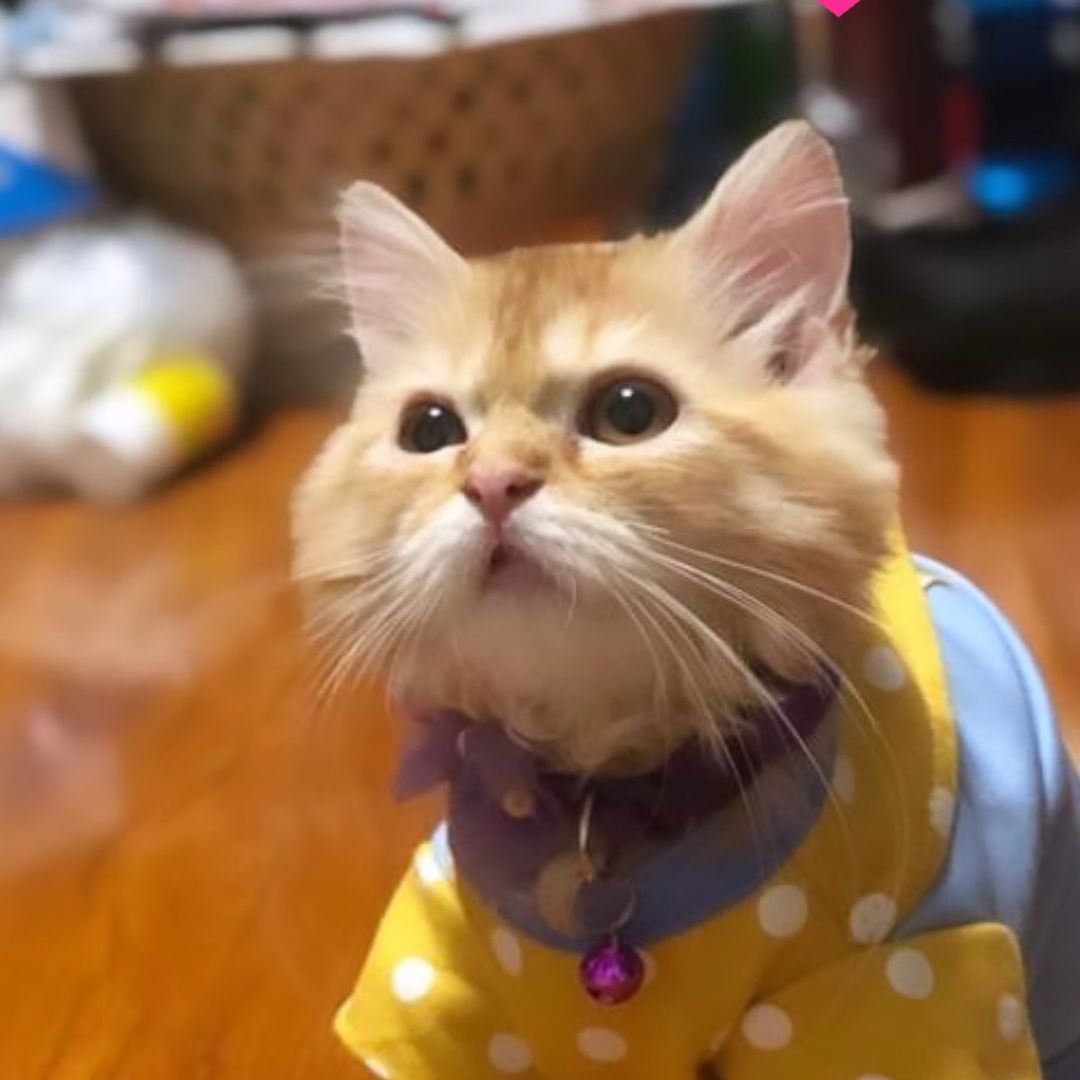 A&𝓢𝓤 🅞 🅕 🅕 🅘 🅒 🅘 🅐 🅛