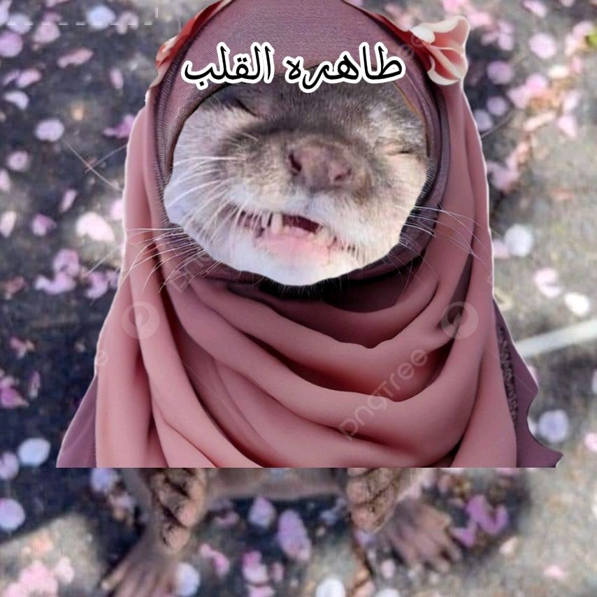 نور السعودية🦦🦦