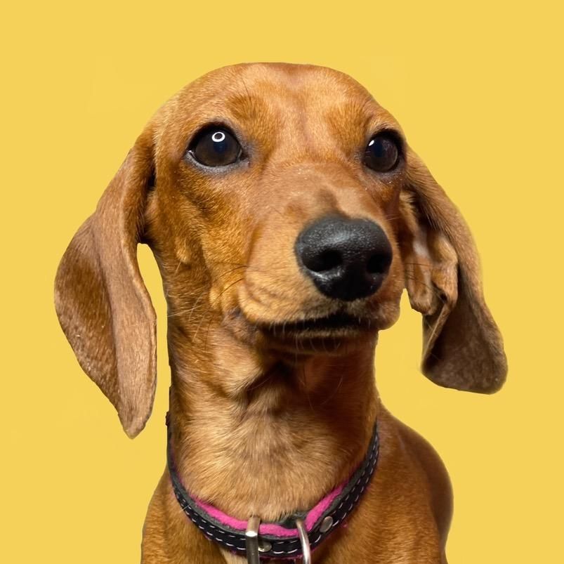 Фита  няшка